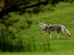 A coyote hunts at Hawrelak Park in Edmonton. The city is suggesting throwing weighted tennis balls at urban coyotes to scare them off.