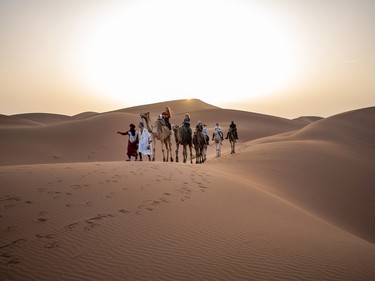 Travellers enjoy a sunset camel ride in the Sahara Desert.