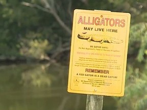 Warning sign by pond that reads "Alligators may live here."