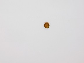 "Pickle," a work of art from Matthew Griffin that features a pickle slice from a McDonald's cheeseburger thrown onto a gallery ceiling.
