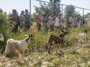 People watch as goats arrive at the Edmonton Urban Farm on Saturday, Aug. 13, 2022. The goats were there to help eat up some of the weeds in a utility access area.