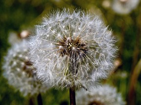 Edmonton city council is considering a proposal to ban the use of federally-approved cosmetic pesticides on both public and private property in the city.