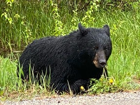 Perhaps it was the rain or the dandelion feast, but we saw 14 bears in one day in Golden, BC. They were all on the side of the road.
