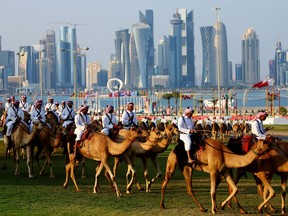 People ride Dromedaries in Doha.