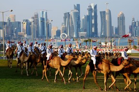 People ride Dromedaries in Doha.