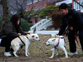 Employees hold a pair of dogs, Gomi, left, and Songgang, at a park in Gwangju, South Korea, Monday, Dec. 12, 2022. The dogs gifted by North Korean leader Kim Jong Un four years ago ended up being resettled at a zoo in South Korea following a dispute over who should finance the caring of the animals.