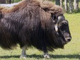 FILE - A muskox stands at a specialty farm on July 9, 2010, in Palmer, Alaska. A court services officer with the Alaska State Troopers died Tuesday, Dec. 13, 2022, after being attacked by a muskox outside his home near Nome, the agency said.
