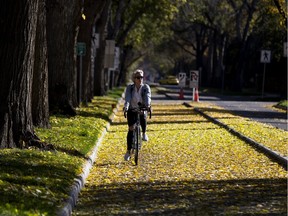 A cyclist rides down a bike lane covered in leaves along 83 Avenue near 109 Street, in Edmonton Tuesday Oct. 2, 2018.