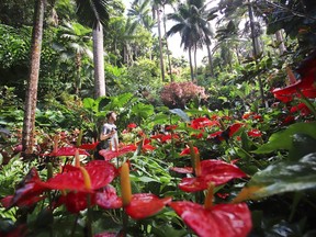The 2.5-acre Hunte's Garden is packed with exotic flora and fauna, most of which has been imported from other tropical destinations.