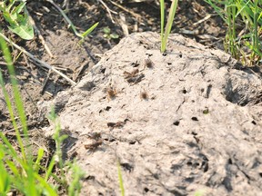 FILE PHOTO: A higher than normal grasshopper population made its way into the fields of a family farm in Grovedale, Alberta in 2011.
