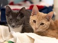 Abandoned kittens Pixie (left) and Christofur were found in a ditch northwest of Edmonton, Alberta SPCA and the Edmonton Humane Society said. The cats will be up for adoption on the Edmonton Human Society website on Wednesday.