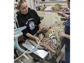 This January 2023 photo provided by Cincinnati Animal CARE shows a serval cat being treated after it was found to have cocaine in its system in Cincinnati. The cat was later transported to the Cincinnati Zoo.