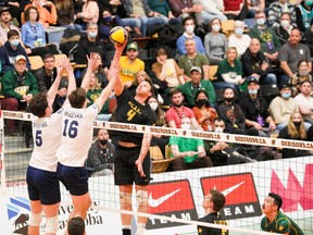 The University of Alberta Golden Bears' Jordan Canham tries to put the ball past  Trinity Western University Spartans defenders Jordan Schnitzer (16) and Brodie Hofer during the U Sports Men's Volleyball Championship at  Investors Group Athletic Centre in Winnipeg on Sunday, March 27, 2022.