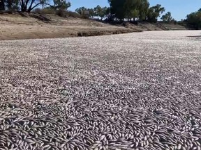 This image grab from a video taken on March 17, 2023 courtesy of Graeme McCrabb shows dead fish clogging a river near the town of Menindee in New South Wales.