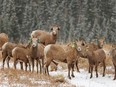 Bighorn ewes and lambs in Sheep River Provincial Park west of Turner Valley, Alta., on Tuesday, Nov. 1, 2022.