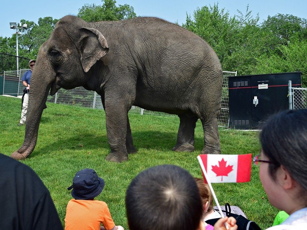 Ailing Lucy the elephant will remain in Edmonton, zoo decides