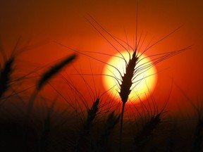 A head of wheat is silhouetted by the sun in a wheat crop near Cremona, Alta., Tuesday, Sept. 6, 2022. Statistics Canada says farmers are expecting to plant the largest wheat crop in more than two decades in 2023.