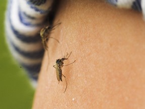 A mosquito on exposed skin, about to start sucking blood