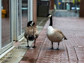 The streets were empty in the Rice Howard Way area except for a couple of Canada geese on Tuesday, April 11, 2023 in Edmonton.