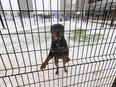 Dogs play in a fenced in dog park near the downtown arena on Monday, Jan. 16, 2023 in Edmonton. Greg Southam-Postmedia