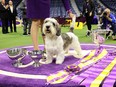 Buddy Holly, the Petit Basset Griffon Vendeen, winner of the Hound Group, wins Best in Show at the 147th Annual Westminster Kennel Club Dog Show Presented by Purina Pro Plan at Arthur Ashe Stadium on May 9, 2023 in New York City.