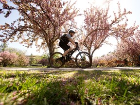A cyclist makes their way past the blooming trees in George F Hustler Memorial Plaza, 9815 95 St., in Edmonton Monday, May 15, 2023.