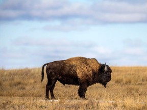 A plains bison in Grasslands National Park, Sask., on Wednesday, November 6, 2019.
