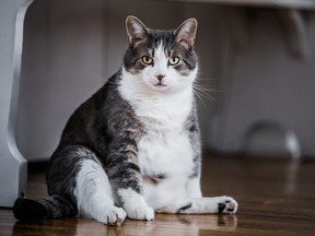 Fat cat sitting in kitchen.
