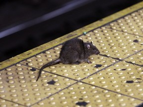 In this Jan. 27, 2015, file photo, a rat crosses a Times Square subway platform in New York.