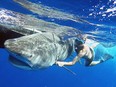 University of Windsor shark researcher Steven Kessel swims alongside a tiger shark in the Bahamas.