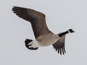 The Alberta Energy Regulator says a flock of Canada geese were stained with oil after landing on a lagoon at an Imperial Oil facility northwest of Cold Lake.