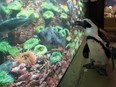 A South African penguin pauses to watch the fish in a exhibit during her exercise walk through the aquarium Thursday, September 10, 2020.