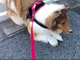 Man in collie costume on walk.