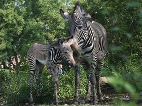 Edmonton Valley Zoo announced that a healthy male Grevy's zebra foal was born on July 23, 2023. The Grevy's zebra is listed as endangered by the International Union for Conservation of Nature, with about 2,500 adults in the wild.