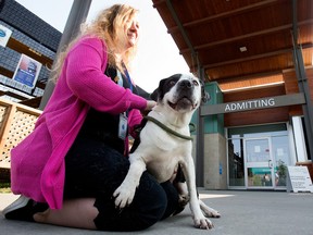 An Animal Care and Control Centre staff member pats a dog the staff have nicknamed Lovely Lady during a news conference outside the centre in Edmonton on Tuesday, Aug. 29, 2023. The centre announced that it is no longer able to accept healthy dogs due to shelter capacity.