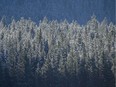 A little bit of frost, snow and mist on the forest in Kananaskis Country west of Calgary, Alta., on Oct. 30, 2013.