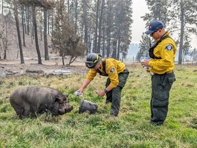Firefighters feed Poomba the pig in this recent handout photo. Poomba survived a firestorm in West Kelowna and firefighters have been taking care of her by feeding her water, apples and sometimes granola bars.