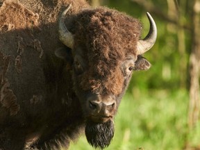 A male bison roams through Elk Island National Park near Edmonton, Alberta, Canada, on May 24, 2023.