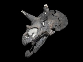 The best-preserved, most complete Triceratops skull known from Canada. The best-preserved, most complete Triceratops skull known from Canada is now on display.