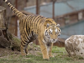 A tiger roams about in its enclosure at the Twin Valley Zoo.