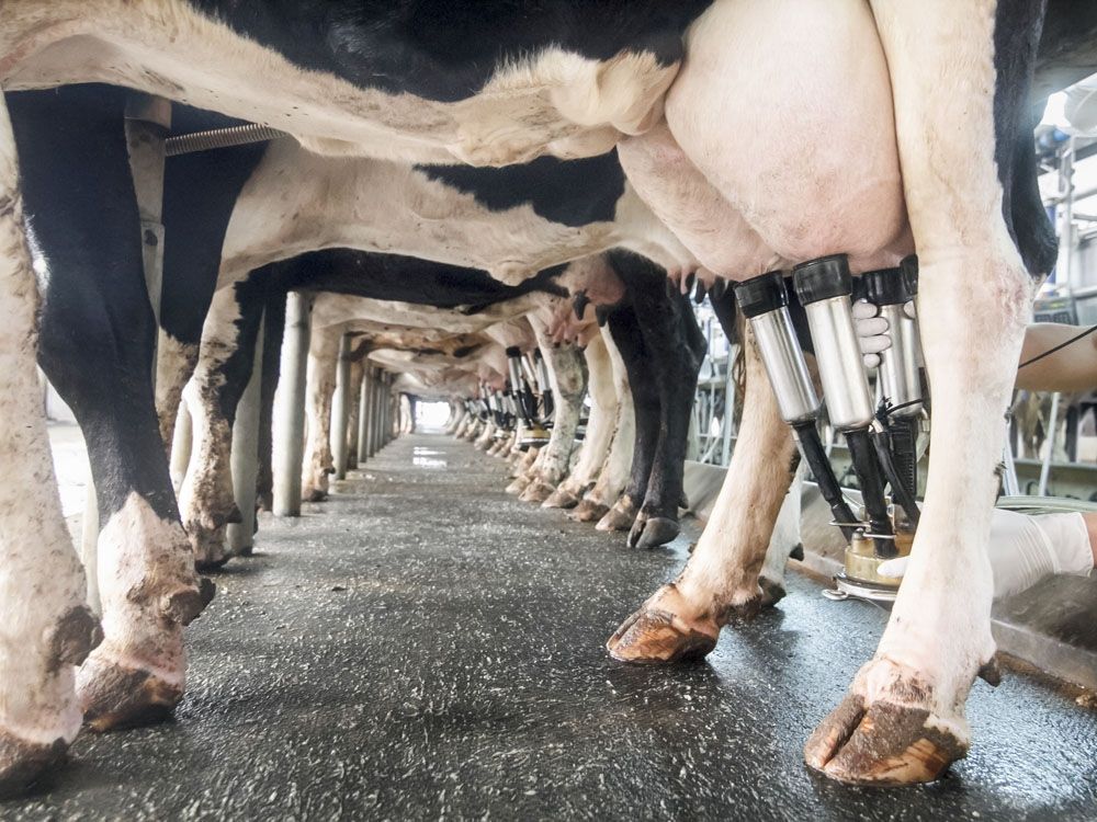 Row of cows being milked.