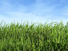 Cellulosic biofuel is made by extracting natural sugars from grass