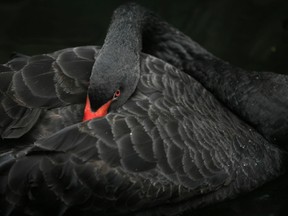 blackswan