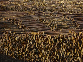 Logs in a mill yard owned by Canfor