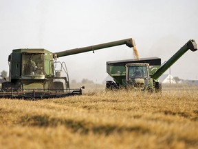 An American Commodity Co. LLC (ACC) worker harvests rice in Williams, California. The slump in agricultural growth this year should reverse itself next year, a BMO Capital Markets analyst says.