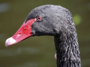 If the financial crisis taught us anything it's that black swans abound.