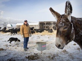 John Lee stands in his barnyard outside Airdrie, Alta. He jokes that encouraging his children to farm would be "child abuse."