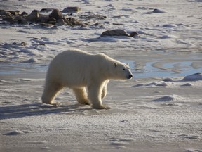 Steven C. Amstrup, Polar Bears International