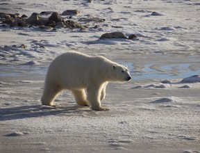 Steven C. Amstrup, Polar Bears International