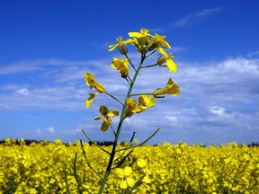 A canola field in Alberta.